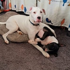 Meet your Posher, Dawn